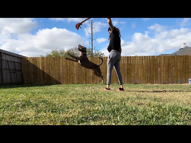 XL Ghost Tri American Bully Workout ❤️🖤🤍 Nyla 🧬