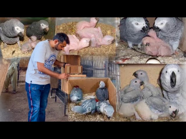 African Grey Parrot Breeding Progress, Parrot Hen Hatching Chiks,