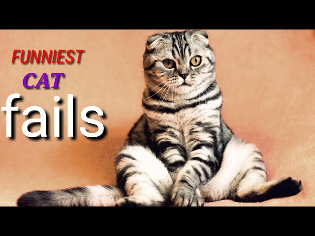 😹New Funniest CAT Fails || Cute and Lovely Cats Doing Crazy Things..!!  🤣🤣🤣