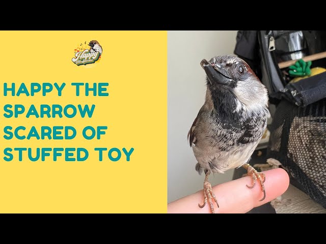 HAPPY the Sparrow scared of stuffed toy.