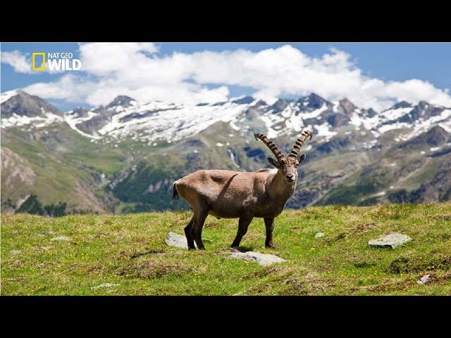 National Geographic - Italian Wildlife  - New Documentary HD 2018