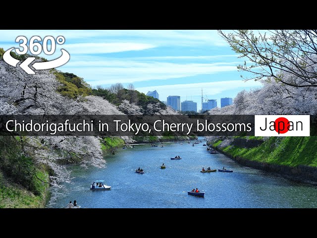 【Japan-360° video】Yasukuni shrine, Chidorigafuchi  Cherry blossoms viewing 桜(Sakura) 【5K VR】