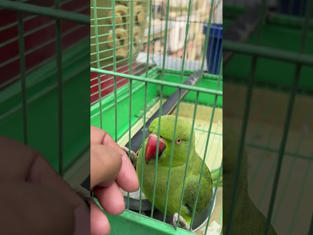 #parrot #birds #parrotlover #funny #babyparrotកូនសេក #newvlog