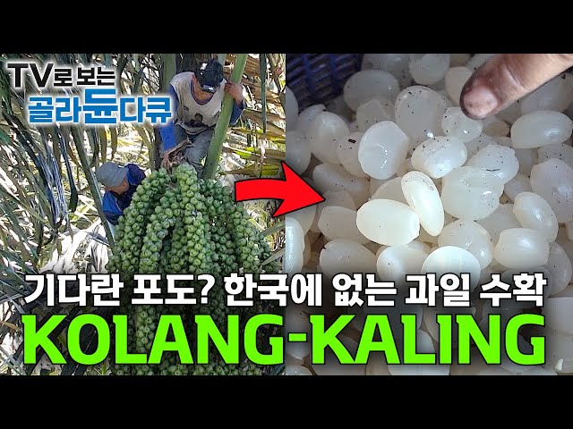 Anggur Panjang? Jangan Dimakan Mentah! Buah Tropis Populer di Indonesia | KOLANG-KALING | #PickDocu