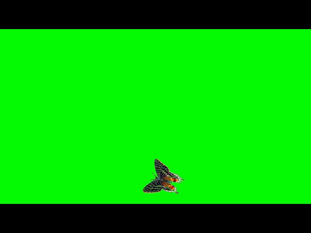 Butterfly black screen, butterfly green screen, butter fly animation video