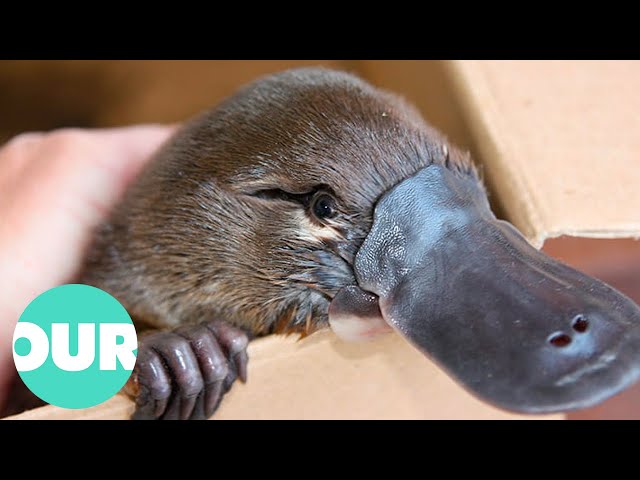 Finding The Elusive Australian Platypus | Extraordinary Animals | Our World