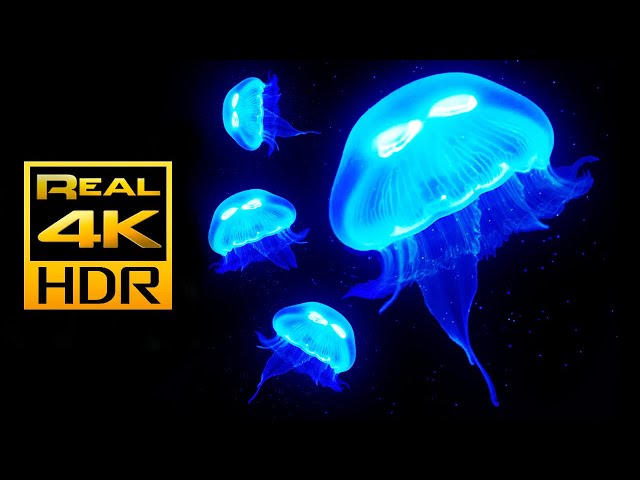 Amazing Jellyfish Aquarium in 4K HDR - Soothing & Relaxing Music - Great for Oled HDR TV's