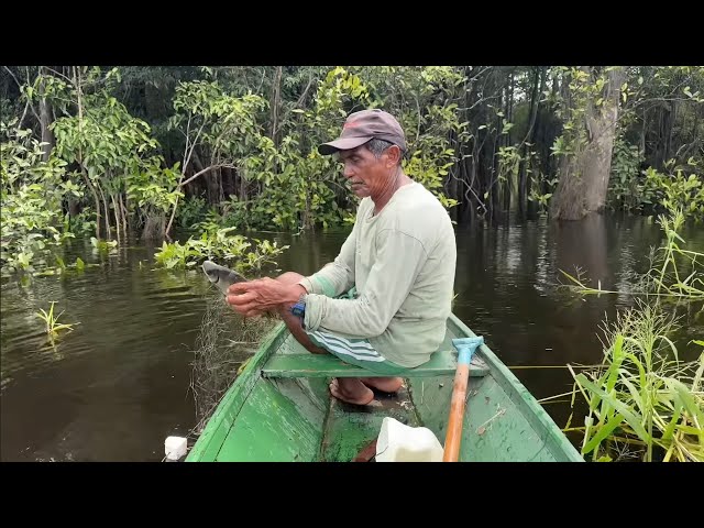 RIVERINE SUBSISTENCE FISHING IN THE INTERIOR OF THE AMAZONAS/Brazil.