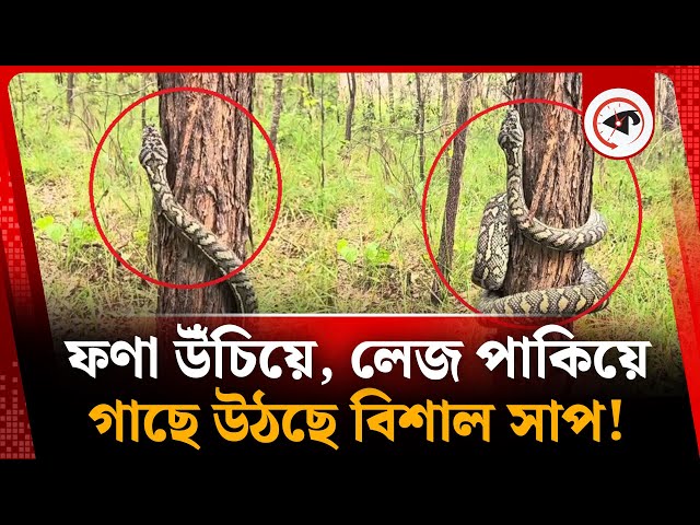 ফণা উঁচিয়ে,  লেজ পাকিয়ে গাছে উঠছে বিশাল সাপ! | Snake Climbing Tree | Kalbela