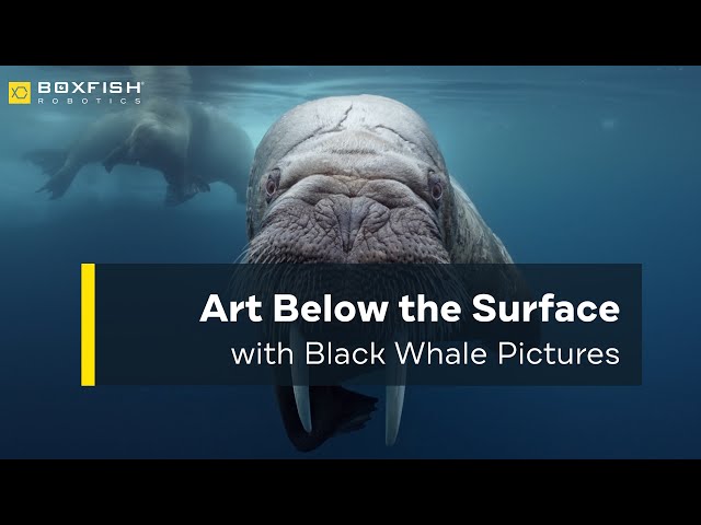 Art Below the Surface with Black Whale Pictures