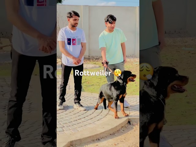 Sw pet house Rottweiler 😮‍💨