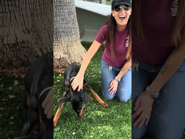 NEW A5669587 Elsa/Fiona | Doberman Pinscher