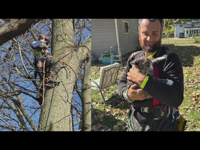 Treetop Cat Rescue: Professional tree trimmer climbs trees to save cats in Northeast Ohio