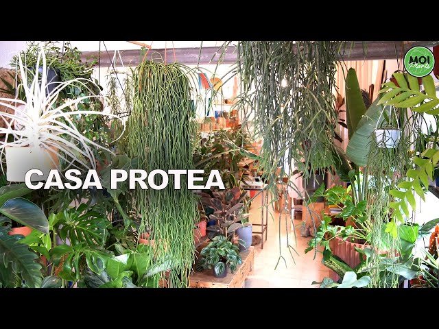 CASA PROTEA una tienda muy especial!