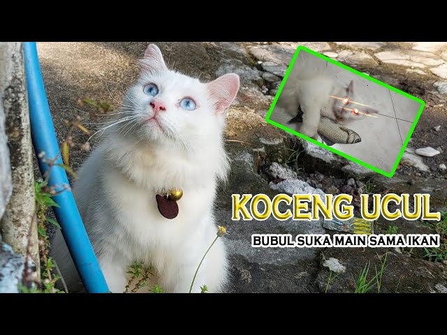 HEH!! KUCING KOK LUCU!!!