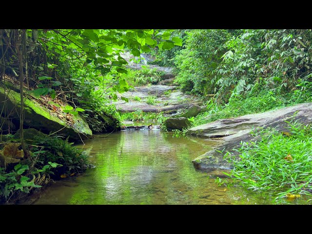 Symphony in the Deep Forest, Gentle Stream Sounds and Chirping Birds, Nature Sounds, Calming ASMR