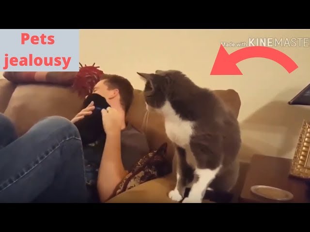 This cat is feeling jealous 😍 Funny and cute Animals Compilation 2019 (part 8)