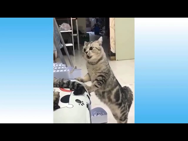 cat funny compilation - short video tiktok