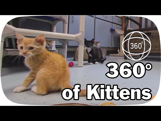 360° Kittens