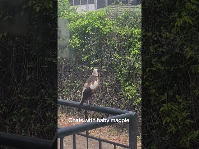 Baby Maggie was squawking back at me  #magpies #aussie #aussiewildlife #birds