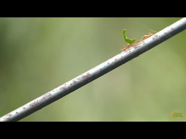 Leafcutter ants show their strength at Burgers’ Zoo, Arnhem