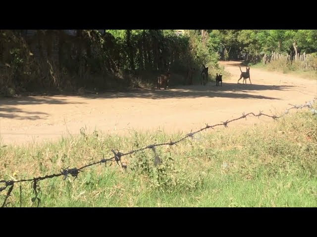 TREMENDO BURRO ENAMORADO DE UNA PUERCA. BURRO Y PERROS EN PROBLEMAS