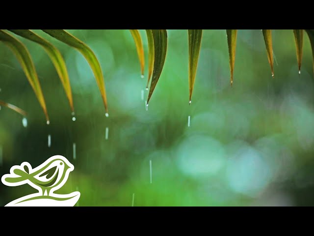 Rainy Piano Radio 🌧️ Relaxing Music with Rain Sounds 24/7