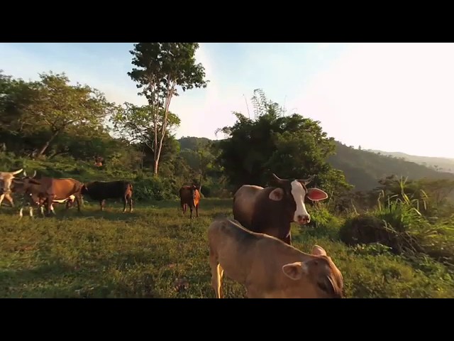 Agroforestry  VR180: Business Model + Community 5/5