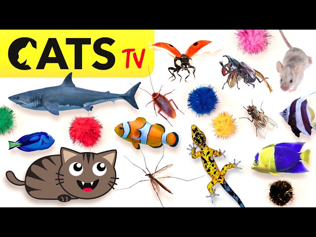 CAT GAMES 📺🪳 2024 Ultimate CATS TV Compilation 🐠😻🦂 4K 60 FPS [5 HOURS]