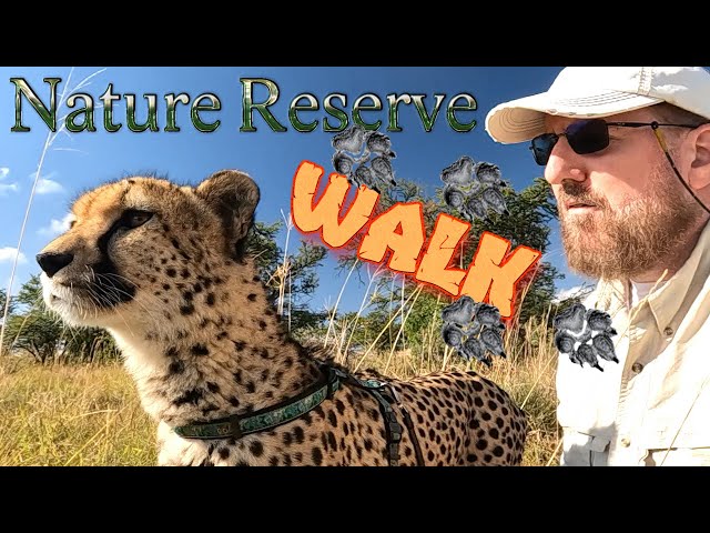 Gabriel The Cheetah Walks In Game Reserve 1st Time | BIG Cat Instincts Trigger As He Stalks A Zebra