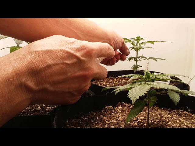 How To Make Feminized Autoflower Seeds