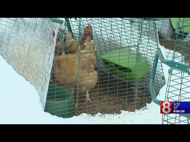 Northford farmer renting his chickens to residents as egg prices rise