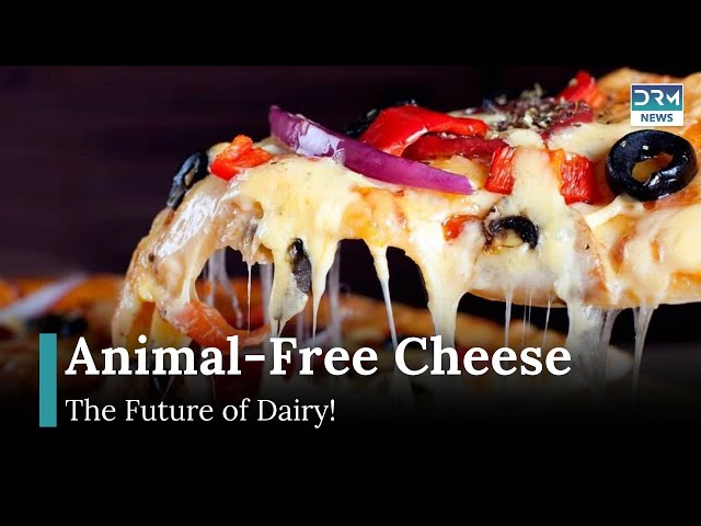 UK Startup Creates Animal-Free Cheese with Precision Fermentation | AI1G