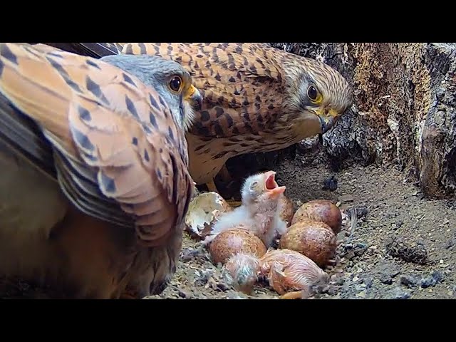 Kestrels Overcome Adversity as Chicks Hatch & Grow | Apollo & Athena | Robert E Fuller