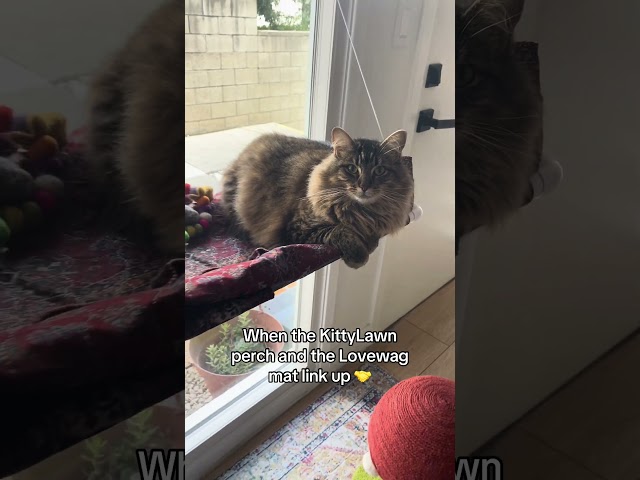 Cat Lounges in KittyLawn Window Perch