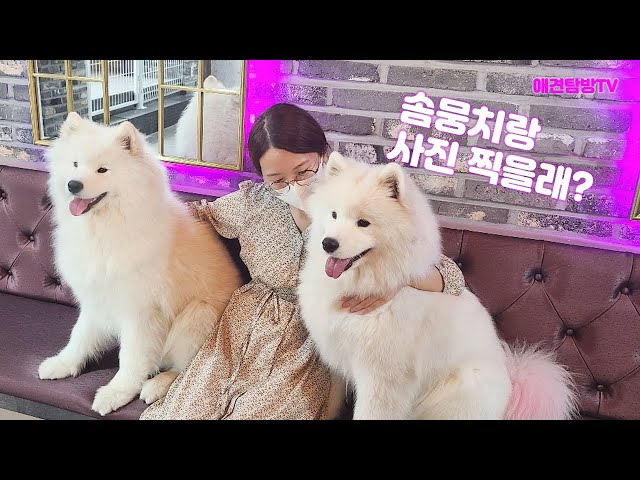 Hongdae Dog Cafe 'Rumah untuk Musim Dingin' Big Dog Samoyed Cotton Ball Tour Tips Ulasan