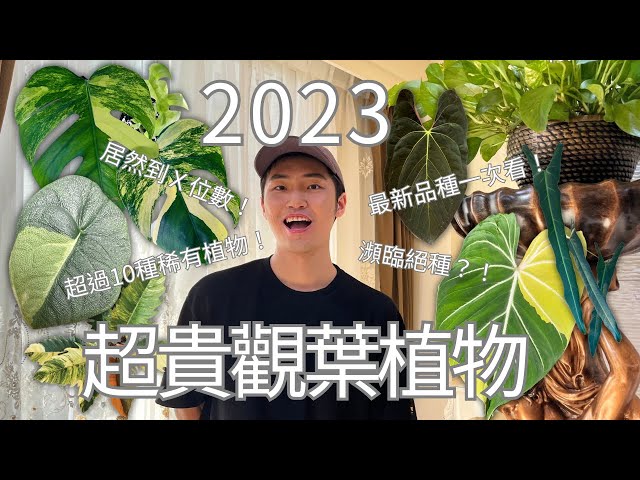 盤點2023最貴植物，你喜歡的植物有上榜嗎？｜熱門觀葉植物 #稀有植物 #最新植物