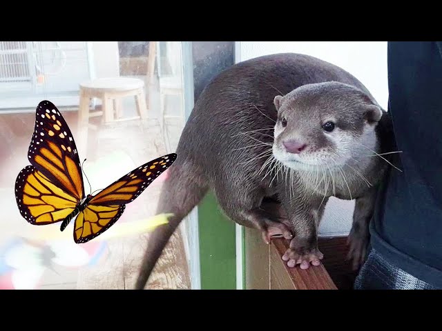 Otter's Reaction to a Butterfly for the first time!