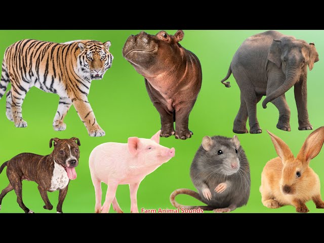 Familiar Animal Sounds: Elephant, Tiger, Hippo, Cow, Dog, Chicken, Pig, Rat, Cat - Animal Videos