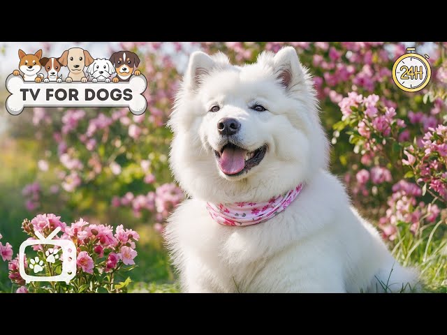 DOG TV: Video Entertain to Calm Dog Anxiety & Stress for Dogs When Home Alone - Relax Music for Dogs