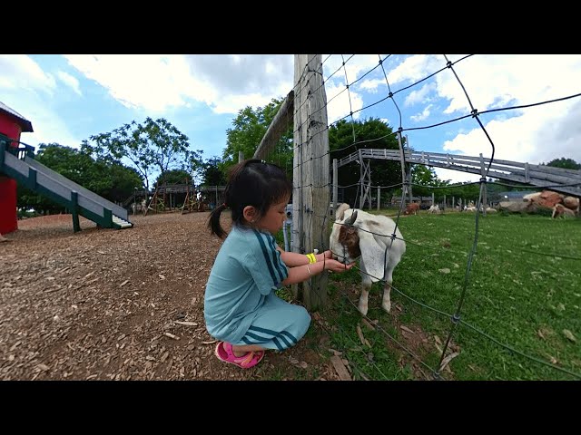 Feeding Goats - Very Cute Baby Goats (360 Videos)