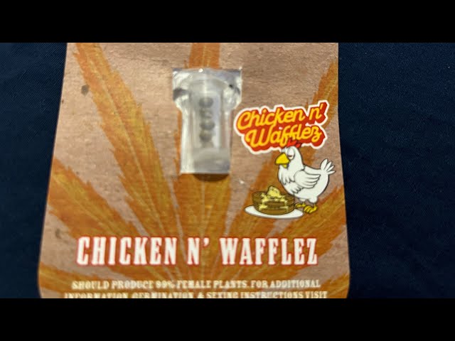 Chicken and waffles new grow 2025 Humboldt seed company