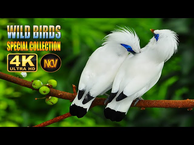 Wild Birds Special Collection 8K VIDEO ULTRA HD HDR 60FPS  || Amazing Birds 4K Video ||  NCV || #5