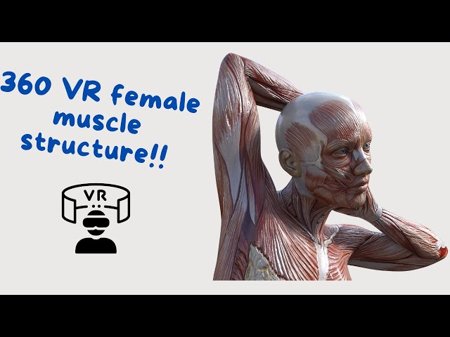 VR immersive 360 human muscle system 3d graphic representation, female structure.