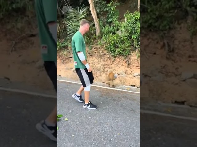 Monkey Snatches Water Bottle From Man While Walking on Road - 1635060