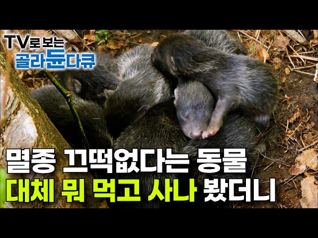 일부일처제로 가족 꾸려서 야생에서 잘도 살아남는 특이한 동물｜너구리는 대체 뭘 먹고 사는가｜다큐프라임｜#골라듄다큐