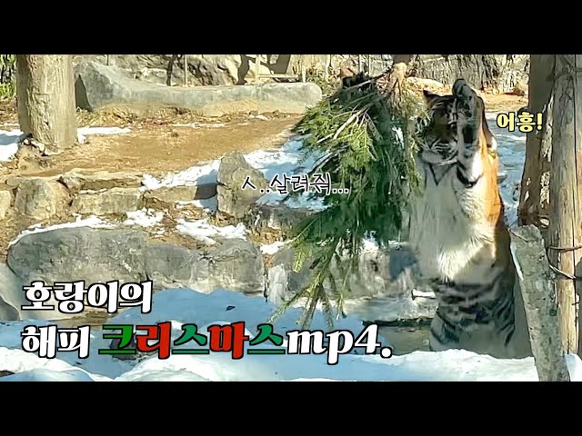 🎄뒷북 공개 주의🎄 호랑이들의 작년 크리스마스 Everland Tiger Valley