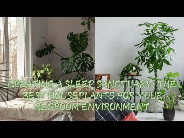 Creating a Sleep Sanctuary: The Best Houseplants for Your Bedroom Environment