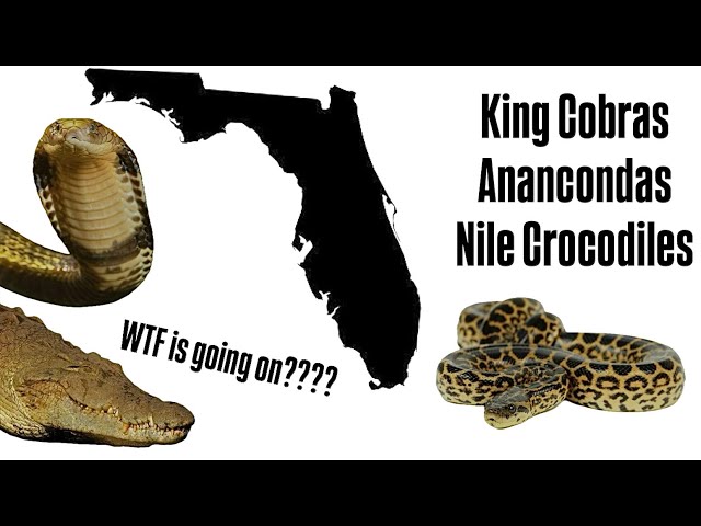 EXPOSING The TRUTH About Florida’s “Newest” Invasives: Nile Crocs, Anacondas, & more!