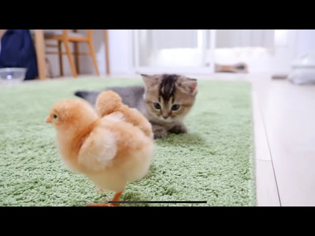 Cute HEN & TINIEST 🐈 cat playing